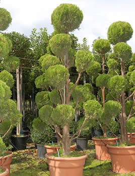 macro olivos bonsáis gigantes